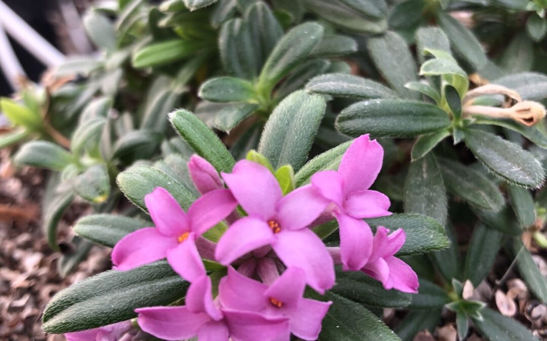 Daphné Susannae