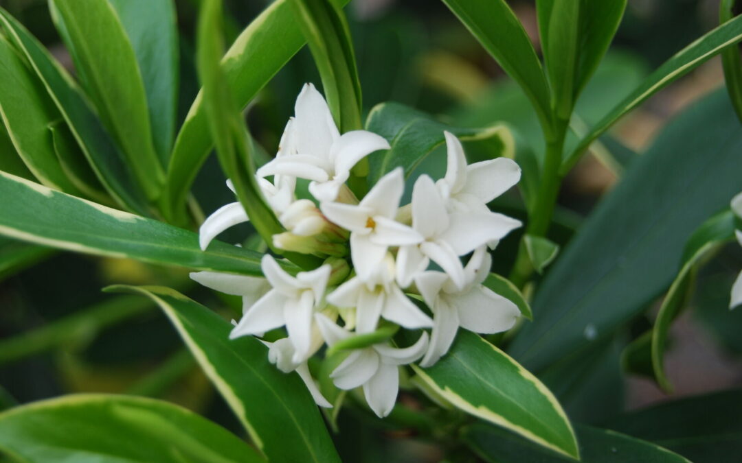Daphné Odora Aureomarginata Alba