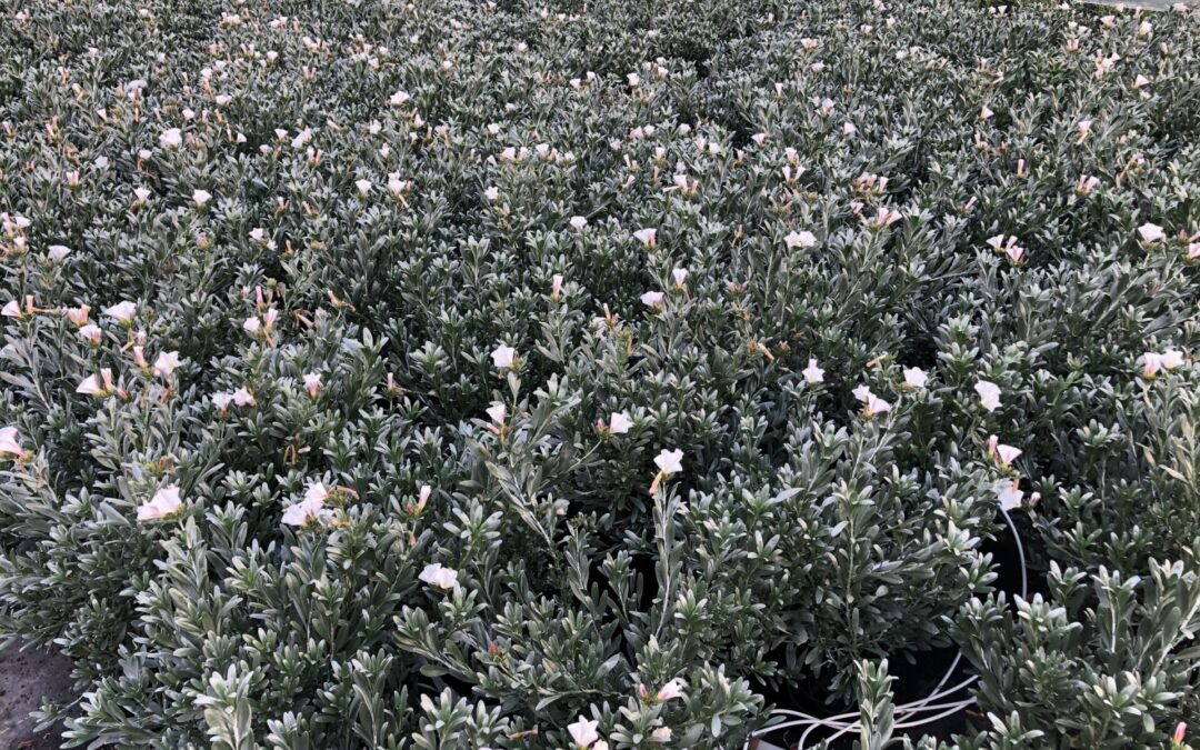Convolvulus cneorum