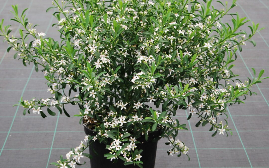 Eriostemon myoporoides – philotheca