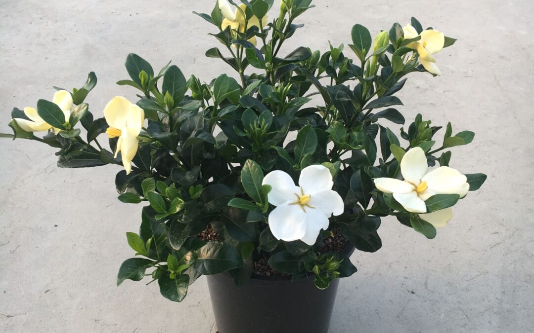 Gardenia jasminoides Kleim’s Hardy