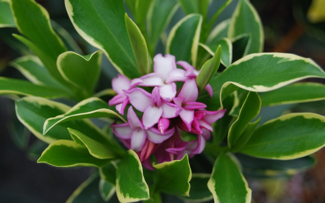 Daphné Odora Rogalski Rogal d’Or®