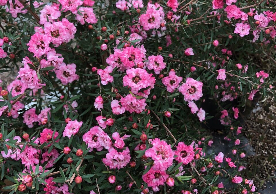 Leptospermum Coral Candy