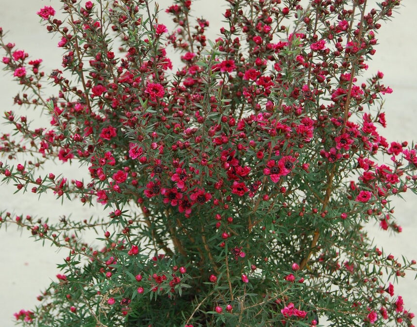 Leptospermum Crimson Glory