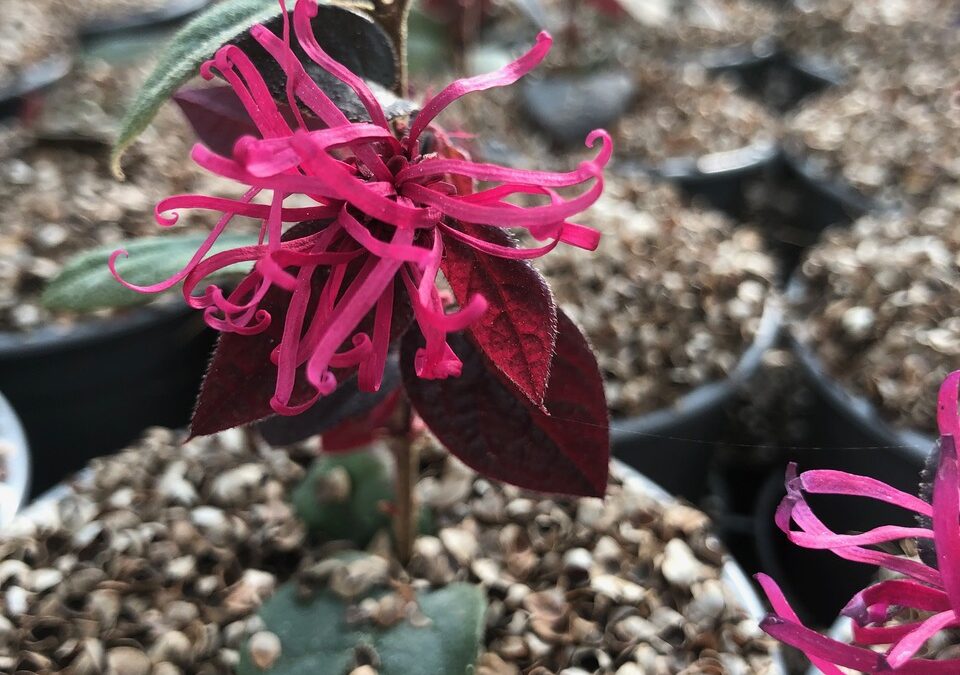 Loropetalum Ever Red®