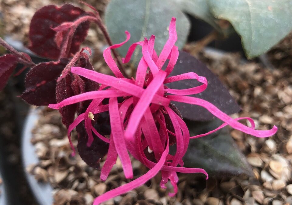 Loropetalum Plum Gorgeous®