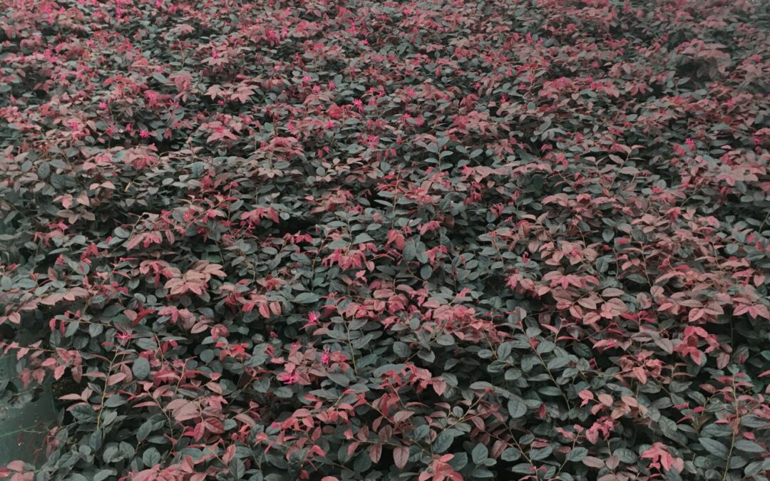 Loropetalum Fire Dance