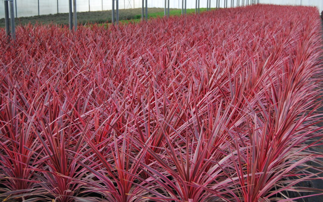 Cordyline Paso Doble®