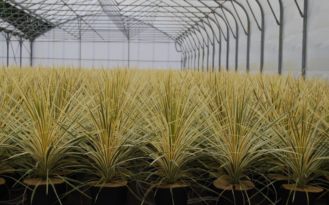 Cordyline Torbay Dazzler
