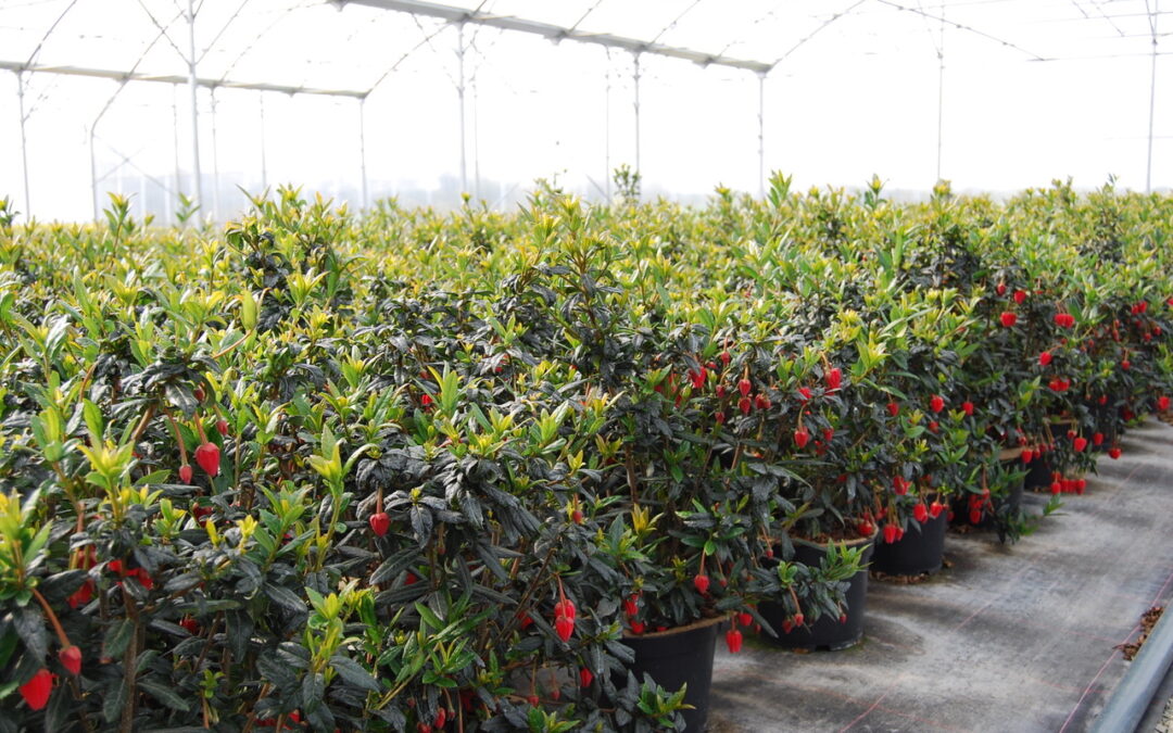 Crinodendron Hookerianum