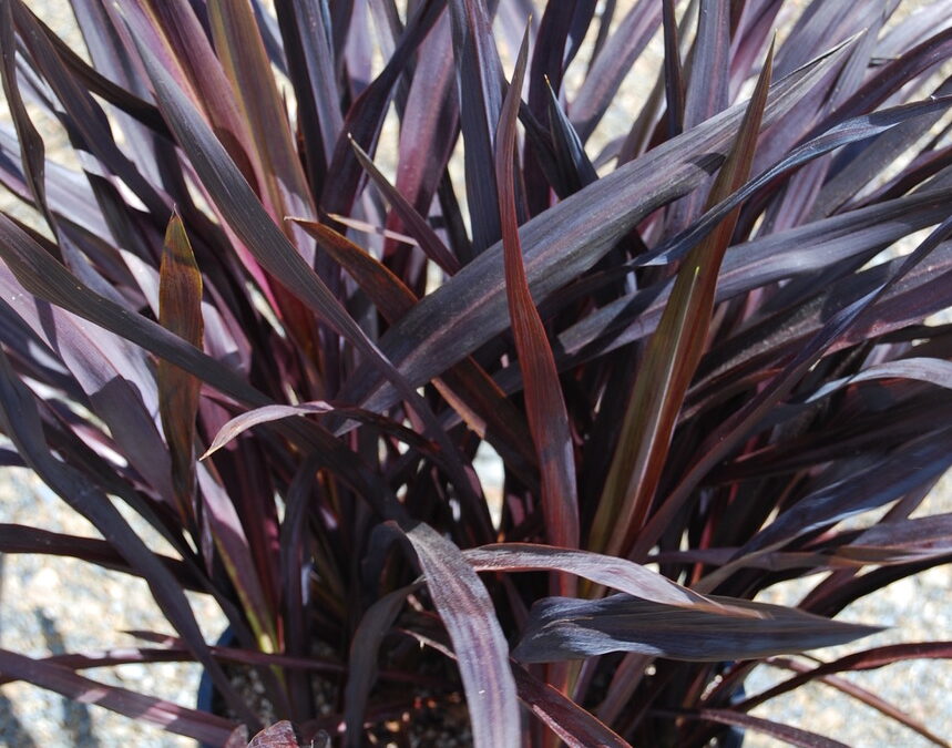 Cordyline Renegade®
