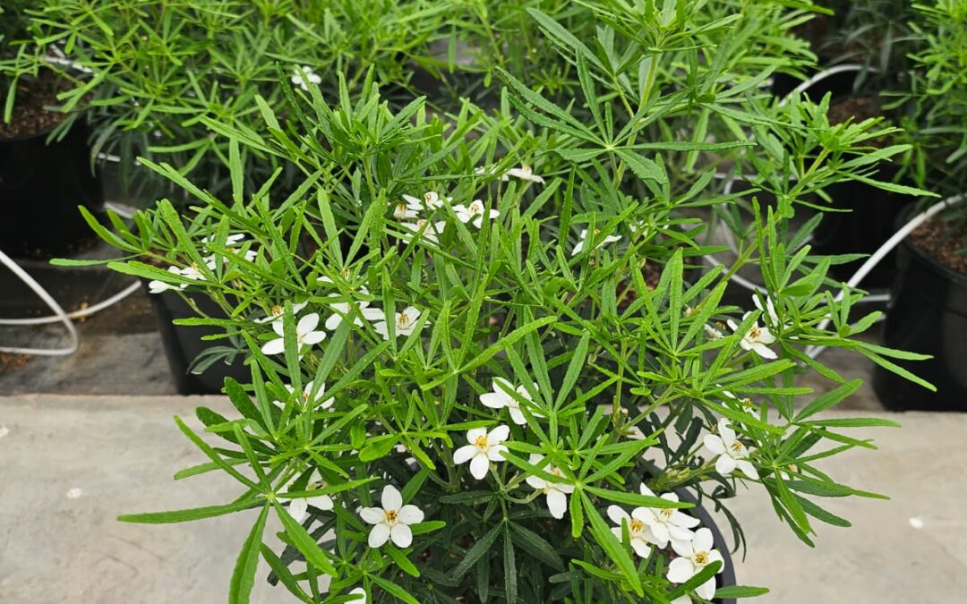 Choisya Scented Gem®