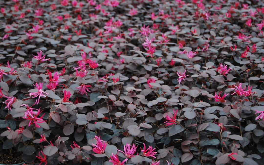 Loropetalum Black Pearl®
