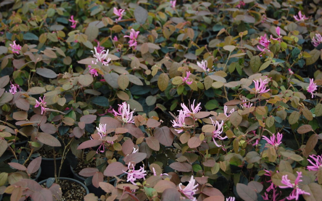 Loropetalum Piper’s Fire