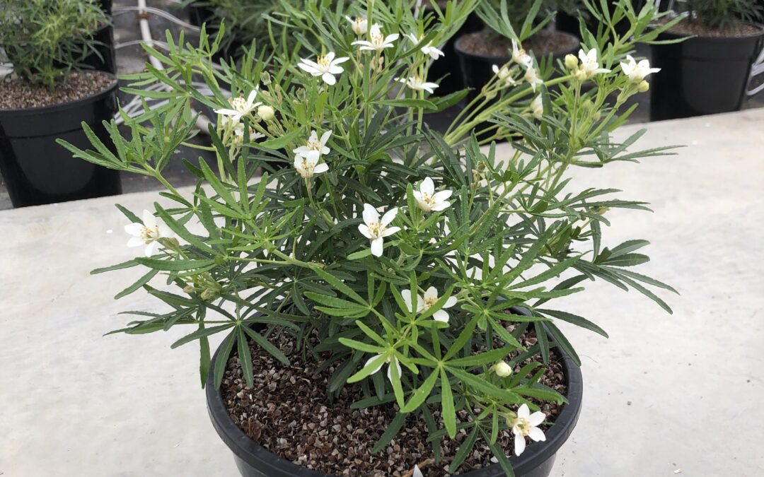 Choisya Scented Gem®